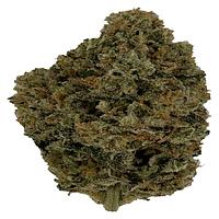 Trichöma Mc - Hybride