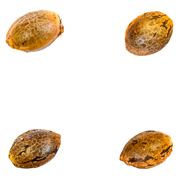 Green Rose Seeds - 41 Ghosts (auto Fem Seeds)