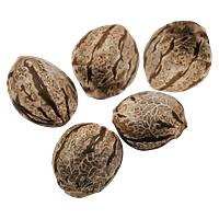 Happy Valley Genetics - Harlequin CBD Feminized Seeds