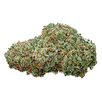 Highly Dutch Organic - Amsterdam Sativa