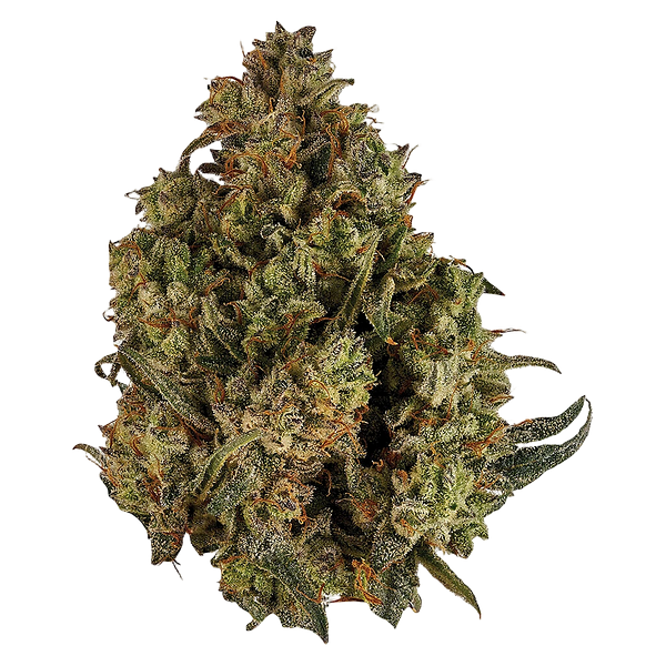 Orchid CBD - Cbd Runtz