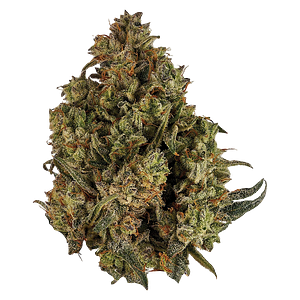 Orchid CBD - Cbd Runtz