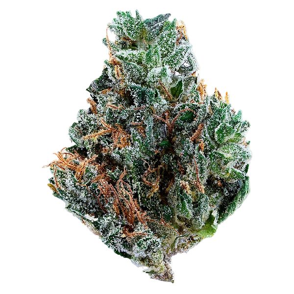 Tribal - Gelato Mint