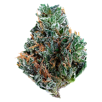 Tribal - Gelato Mint