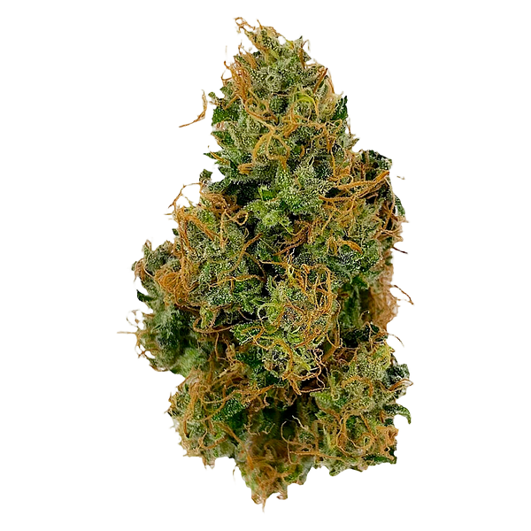 Bullrider - Afghani Bullrider