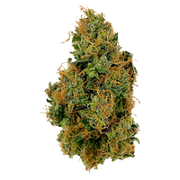 Bullrider - Afghani Bullrider