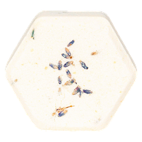Noon & Night - Lavender Fizz Bath Bomb