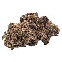 SUMO - Pheno