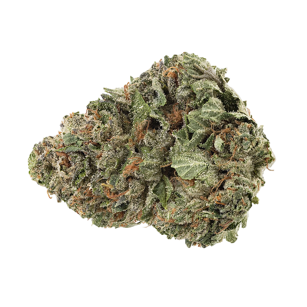 Homestead - Bandwagon Hybrid