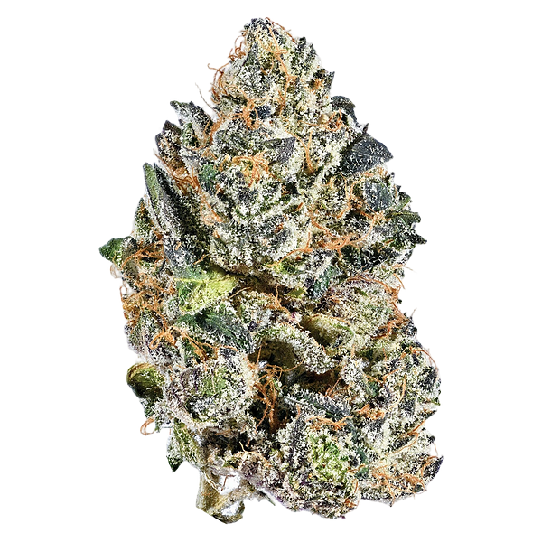 Tribal - Galactic Rntz