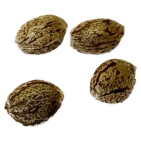 Autoflower Breeder's Club - Mendocino Cherry Pie Thc Auto