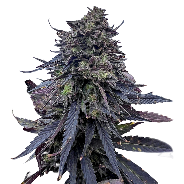 Emerald Mountain Legacy - Royal Kush Bx6 F3