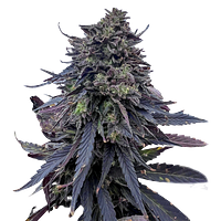 Emerald Mountain Legacy - Royal Kush Bx6 F3