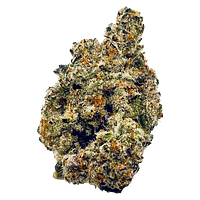 High Xotic - Royal Dive #2