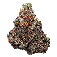 Station House - Northern Lights