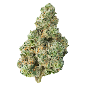 The Loud Plug - Cherry Diesel