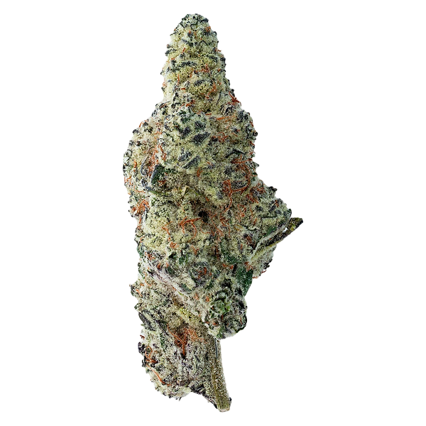 The Loud Plug - Tropicana Cookies