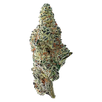 The Loud Plug - Tropicana Cookies