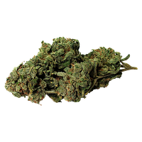 Bambu Select - Double Donny