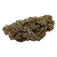 Color Cannabis - Pedro's Prima Sativa