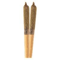 Ripped - Infused Tropical Punch Infused Pre Roll