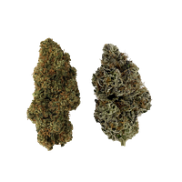 514 - Homa Dual Pack