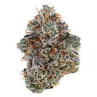 Tribal - Neon Sunshine Hybrid