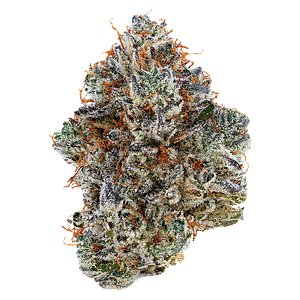 Tribal - Neon Sunshine Hybrid