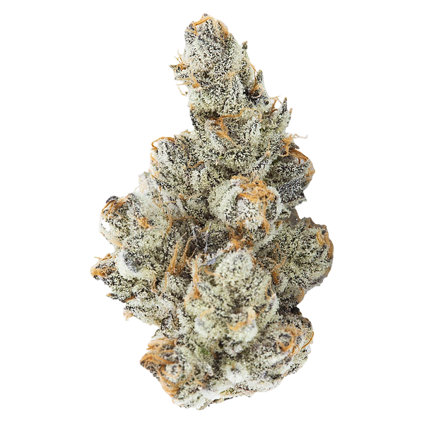 3rd Coast Genetics - Black Truffle