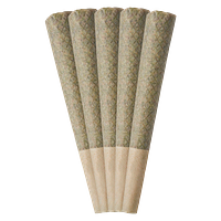 Tribal - Neon Sunshine Pre Roll