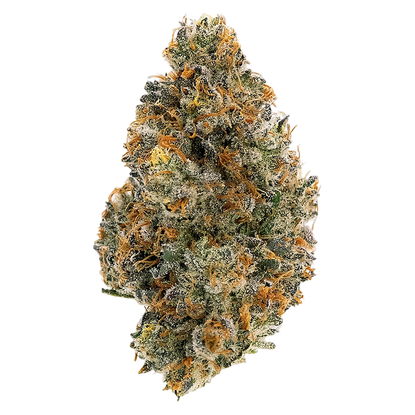 Northern Canna - Frosted Tiger Nuts