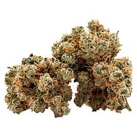 Cactus - Succulent Smalls