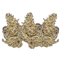 Eleven Eleven Legacy Craft - White Truffle