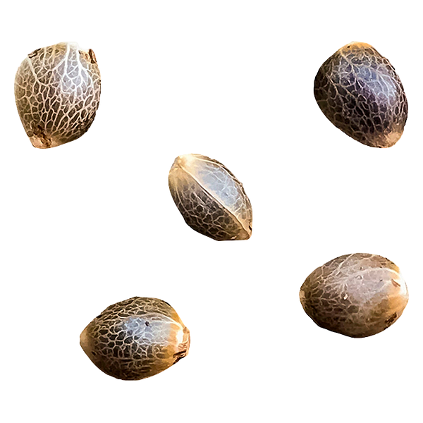 GREENHERB - Pheno Hunt - Select Female Seeds