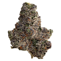 Original Dankster - Trapstar