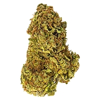 Paw't Shop - Cat Sitter