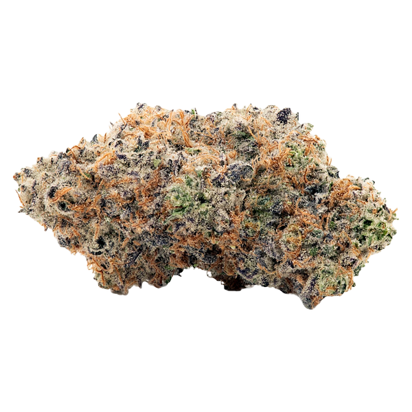 Coterie - Alien Mintz