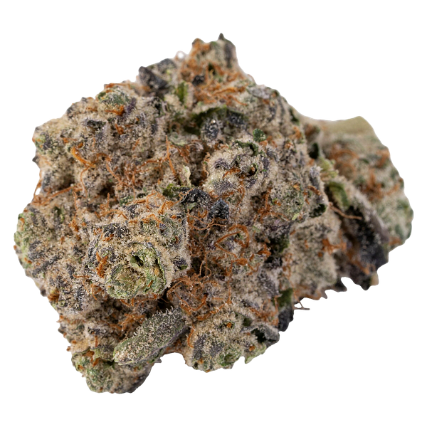 Silky Continental - Cross Bow