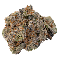 Silky Continental - Cross Bow