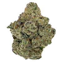 Pistol and Paris - Rockstar