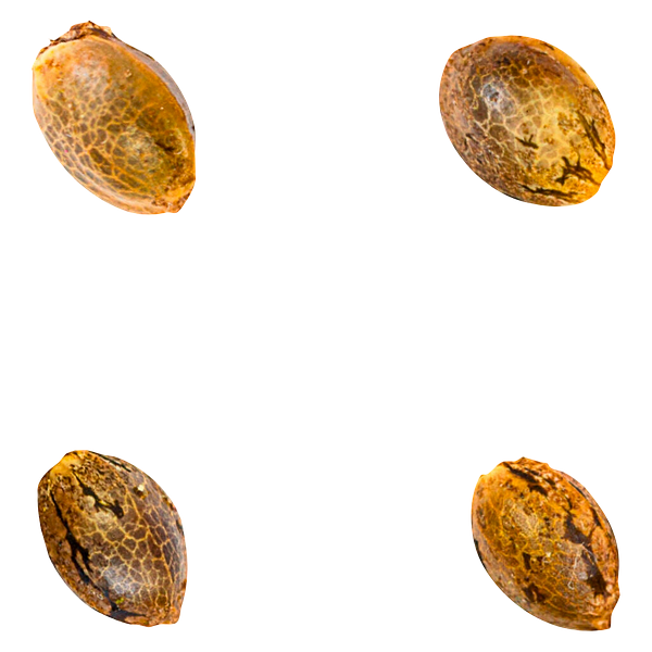 Green Rose Seeds - Crasher Breath