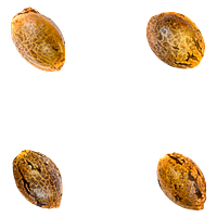 Green Rose Seeds - Crasher Breath