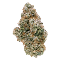 Northern Canna - Galactic Guava