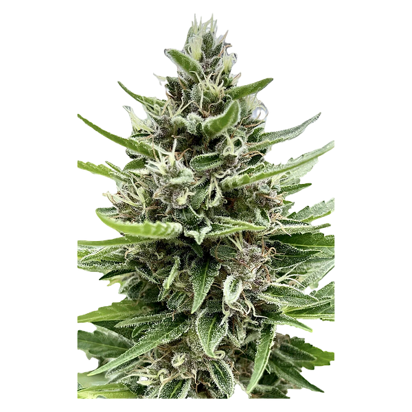 Automatic Ganja - Auto Gelato Biscotti Feminized Seeds