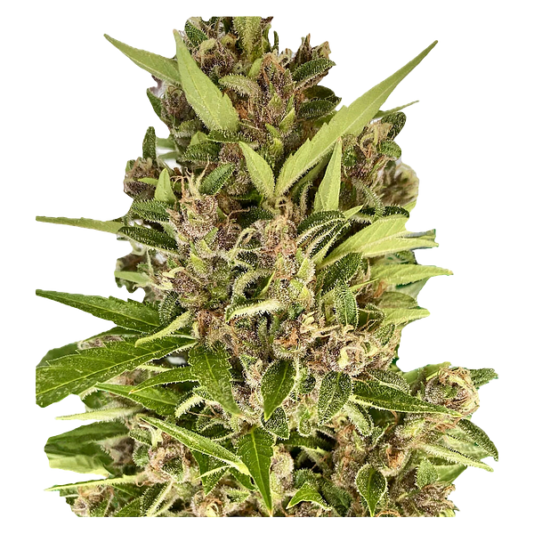 Autoflower Breeder's Club - Afghani Caramel Cream 1:1 Auto