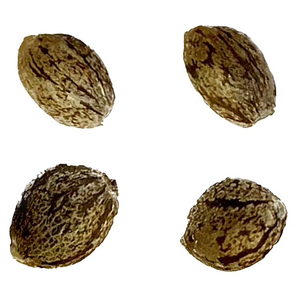 Autoflower Breeder's Club - Afghani Caramel Cream 1:1 Auto