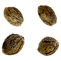 Autoflower Breeder's Club - Afghani Caramel Cream 1:1 Auto