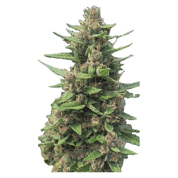 Automatic Ganja - Auto Papaya Apricot Feminized Seeds