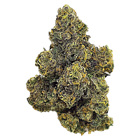 Unit 15 - Purple Octane