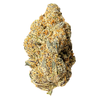 Cultures Chloris - Zombie Bride